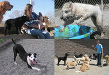 Wenatchee Humane Society Pet Club Collage