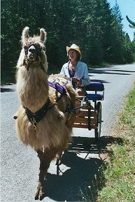 Lisi Ott with Llama Pulling Cart